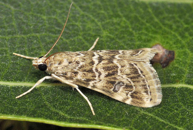 Hellula undalis
